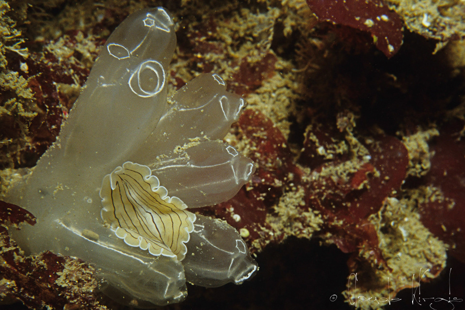 Claveline glauque et plathelmithe (Diazona violacea et Prosyheceraeus vittatus)