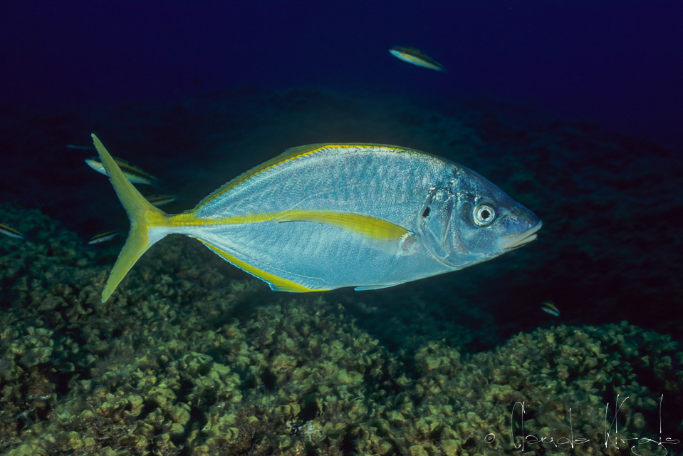 Carangue dentue (Pseudocaranx dentex)