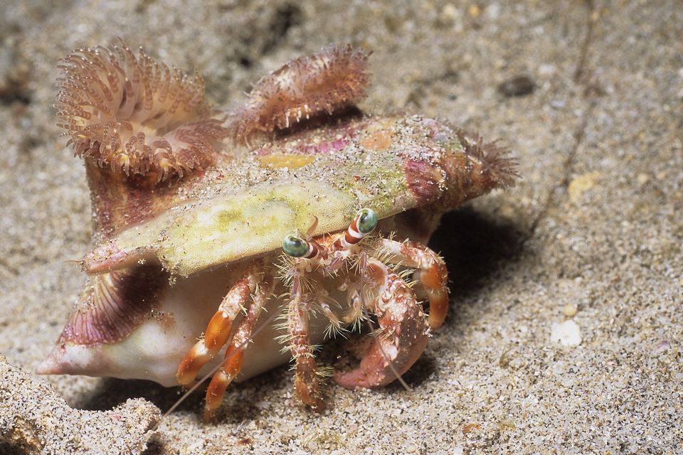 Bernard l'Ermite des anémones (Dardanus Peduncultus)