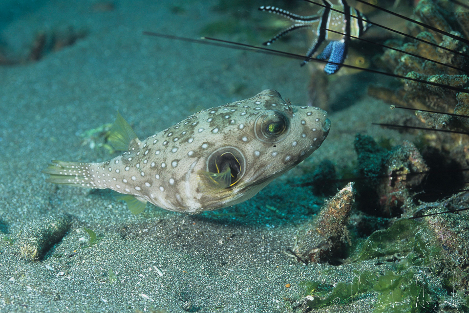 Poisson-Ballon à points blancs (Arothron hispidus)