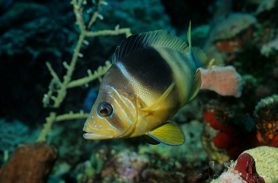 Hamlet barré-Hamlet Marbré (Hypoplectrus puella)