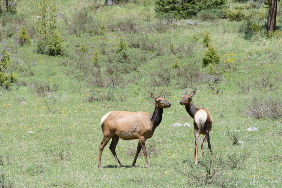 Wapiti-Elk-(Cervus canadensis)