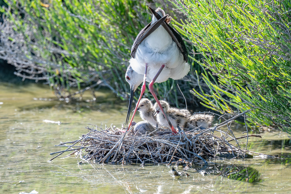 Echasse blanche & Poussins (Himantopus himantopus)