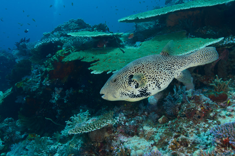 Poisson-ballon carte (Arothron mappa)