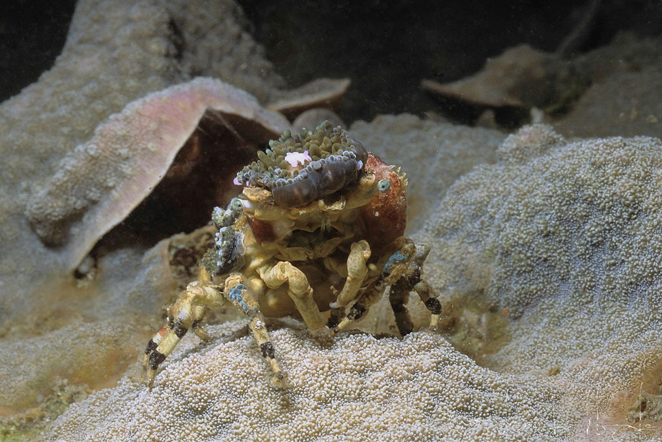 Araignée décoratrice (Cyclocoeloma tuberculata)