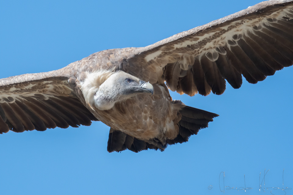 Vautour Fauve (Gyps fulvus)