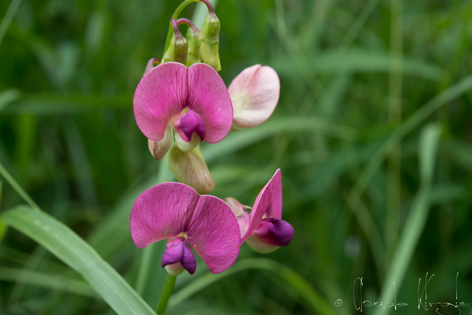 Gesse des bois (Lathyrus sylvestris)