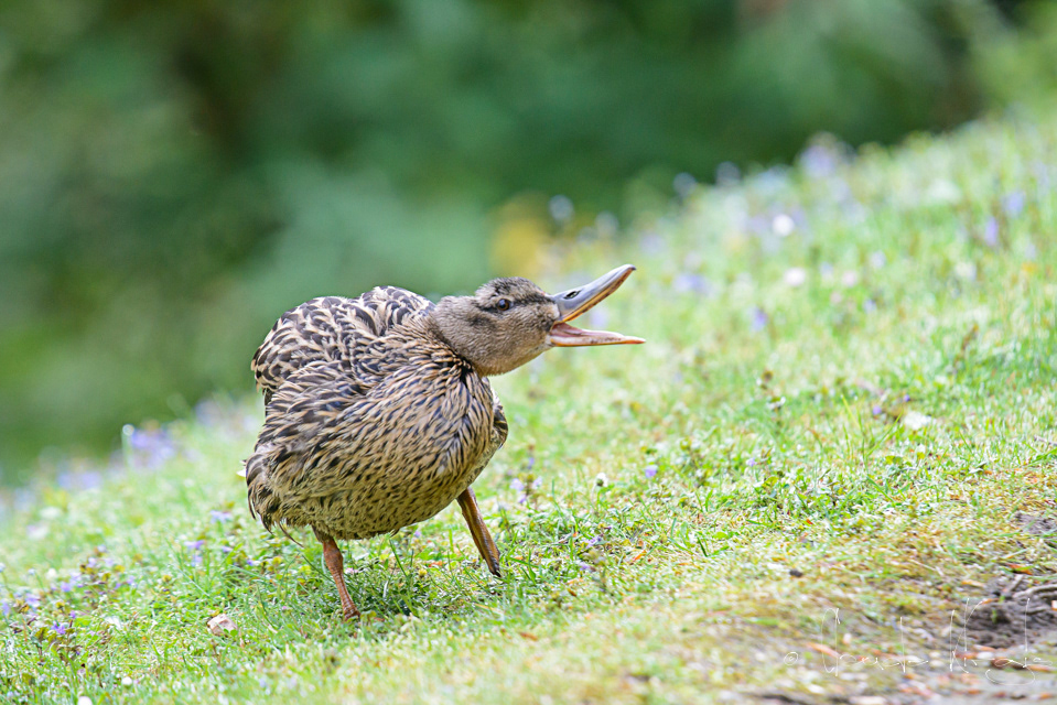 Canard Colvert-femelle (Anas platyrhynchos)