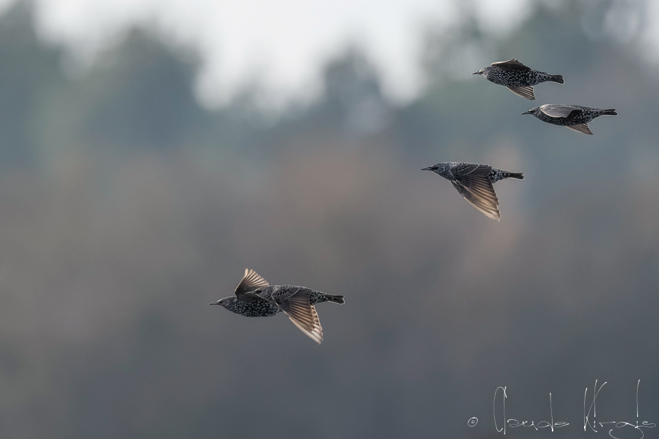 Etourneau sansonnet (Sturnus vulgaris)