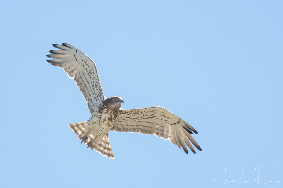 Circaète Jean-le-Blanc (Circaetus gallicus)