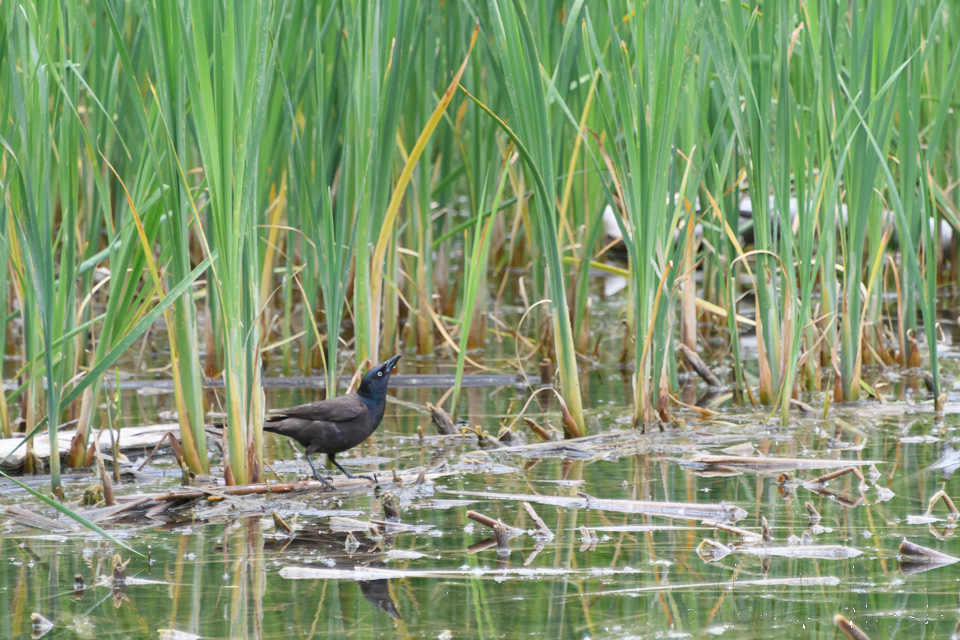 Quiscale bronzé-Common Grackle (Quiscalus quiscula)