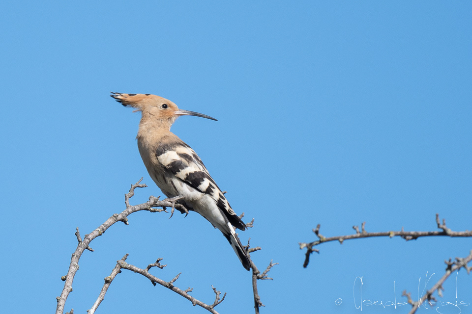 Huppe faciée (Upupa epops)