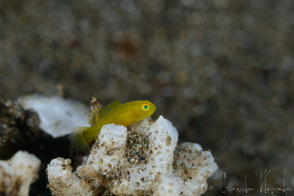 Gobie nain jaune (Lubricogobius exiguus)