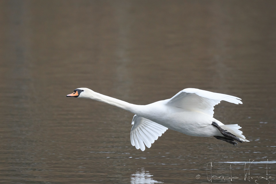 Cygne tuberculé (Cygnus alor)