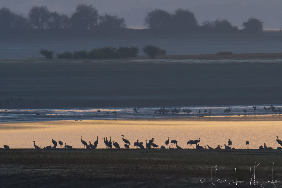 Grue cendrée (Grus grus)