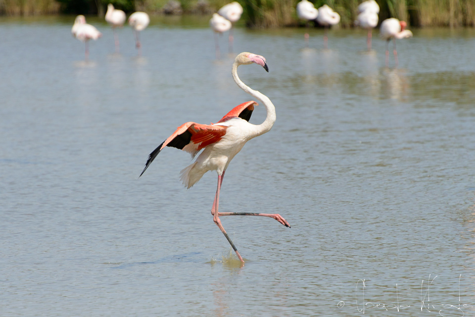 Flamand Rose (Phoenicopterus ruber)