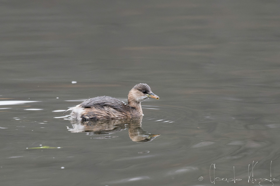 Grèbe castagneux (Tachybaptus ruficollis)