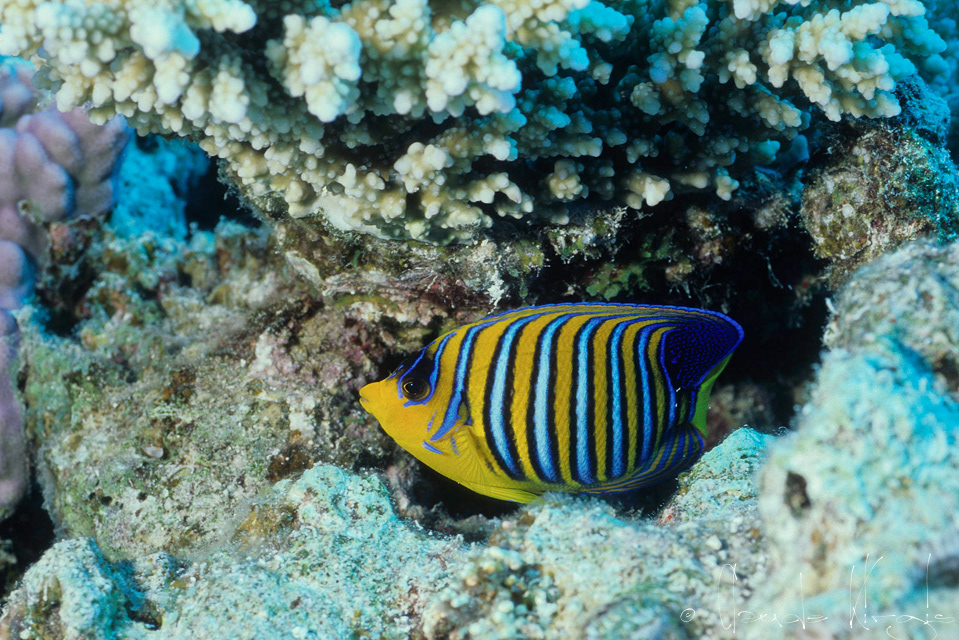 Poisson-Ange Royal (Pygoplites diacanthus)