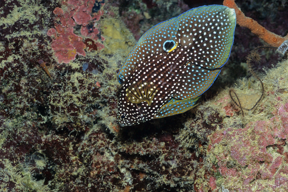 Poisson-Comète (Calloplesiops altivelis)