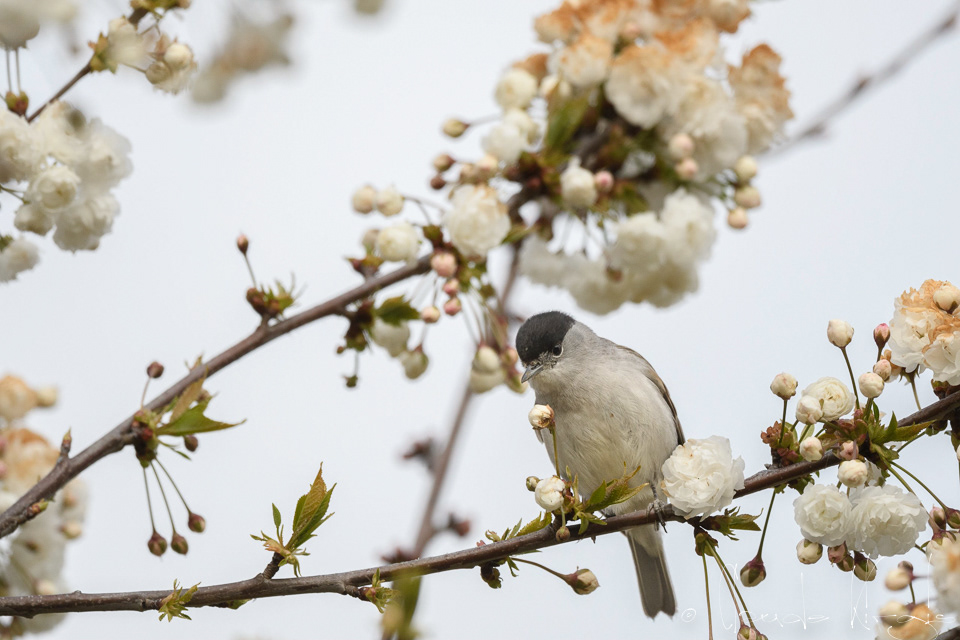 Fauvette à tête noire-mâle (Sylvia atricapilla)