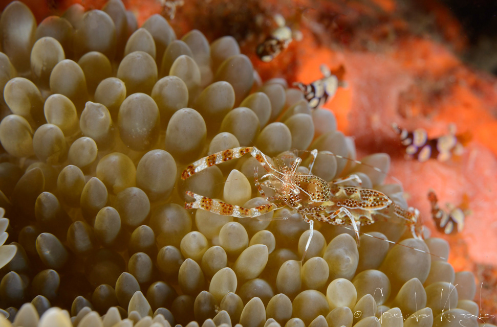 Crevette comensale des anémones soleil (Periclimenes rathbunae)
