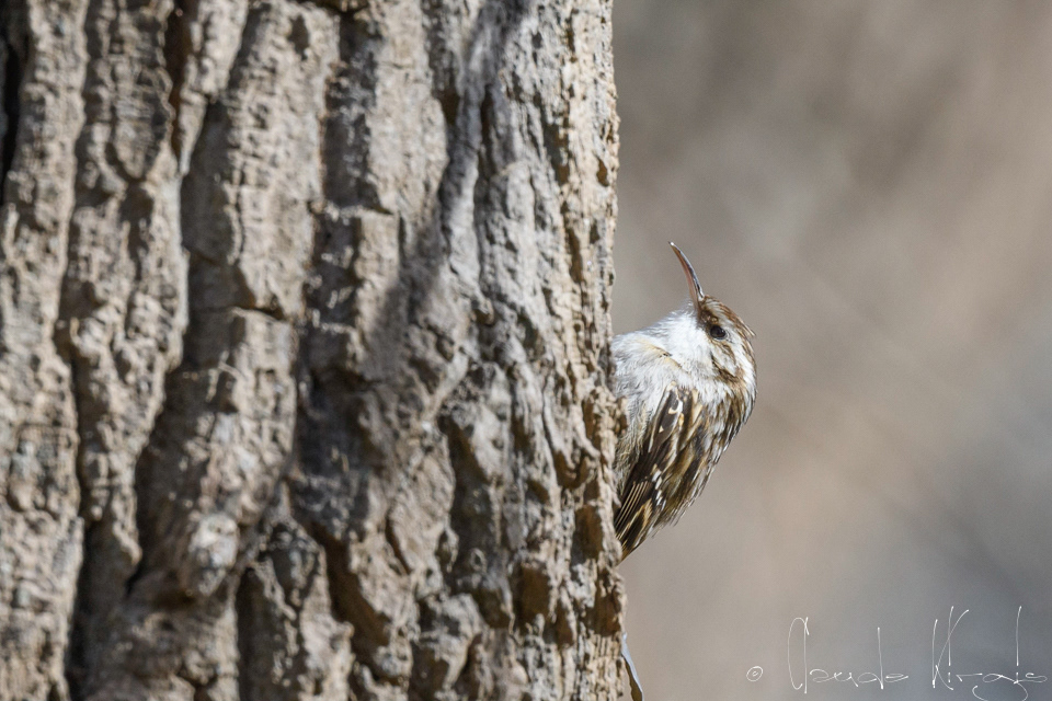 Grimpereau des jardins (Certhia brachydactyla)