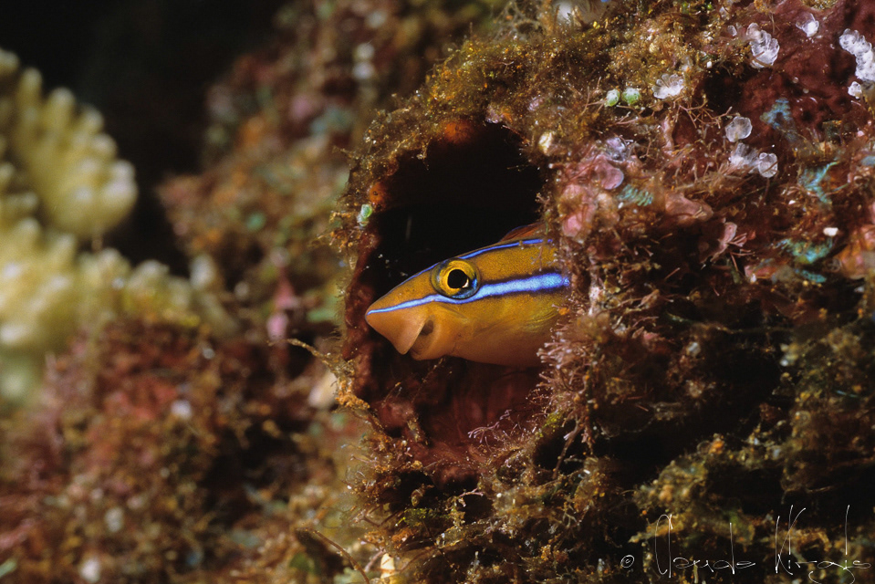 Blennie à raies bleues (Plagiotremus rhinorhynchos)