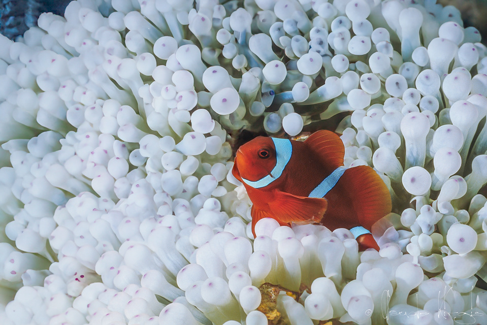 Poisson-Clown à épine mâle (Premnas biaculeatus)