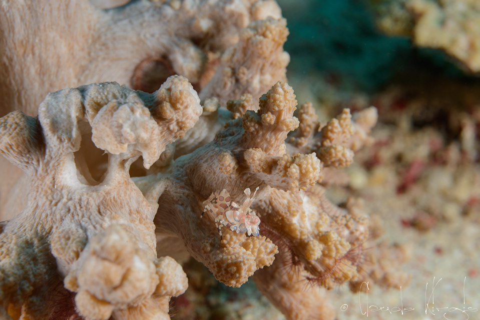 Crevette Arlequin-juv. (Hymenocera elegans)