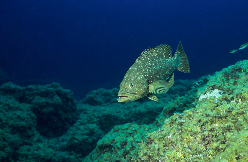 Badéche rouge insulaire (Mycteroperca fusca)