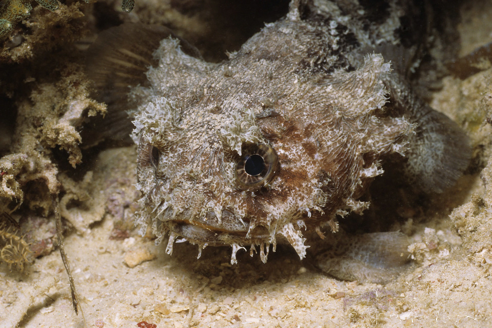 Poisson crapaud (Halophyme diemensis)