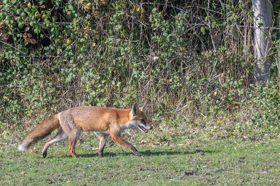 Renard roux d'Europe (Vulpes vulpes)