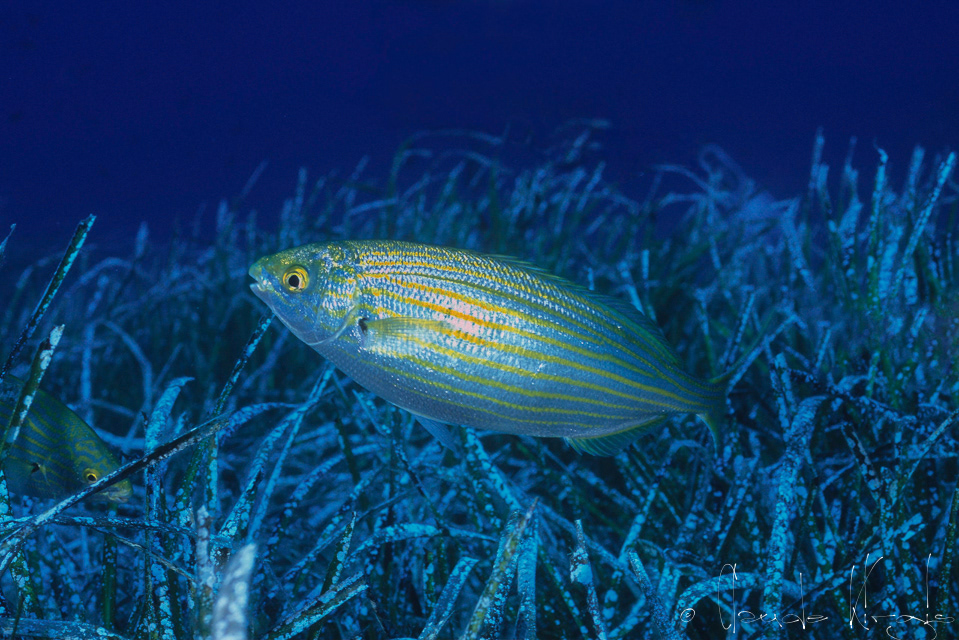 La saupe (Sarpa salpa)