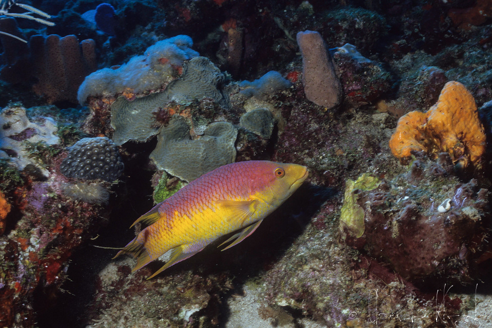 Capitaine jaune-Capitaine Caye (Bodianus rufus)