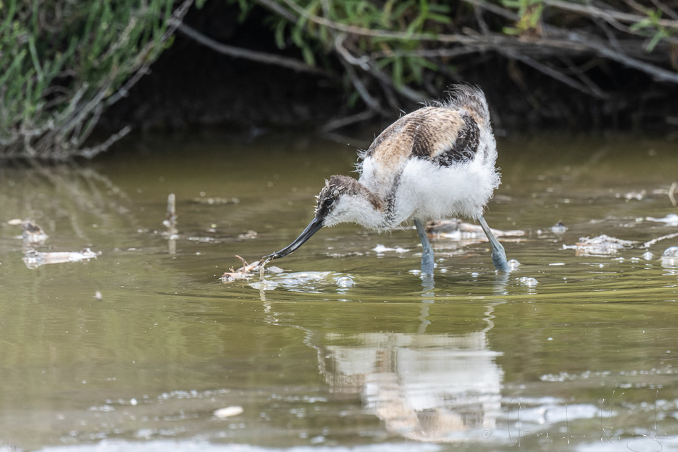 Avocette élégante-juvénile (Recurvirostra avosetta)