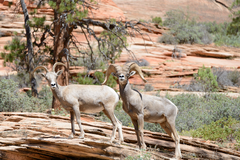 Le mouflon du désert (Ovis canadensis nelsoni)