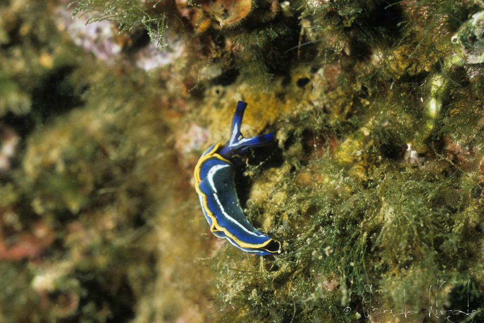 Thuridille (Thuridilla hopei)