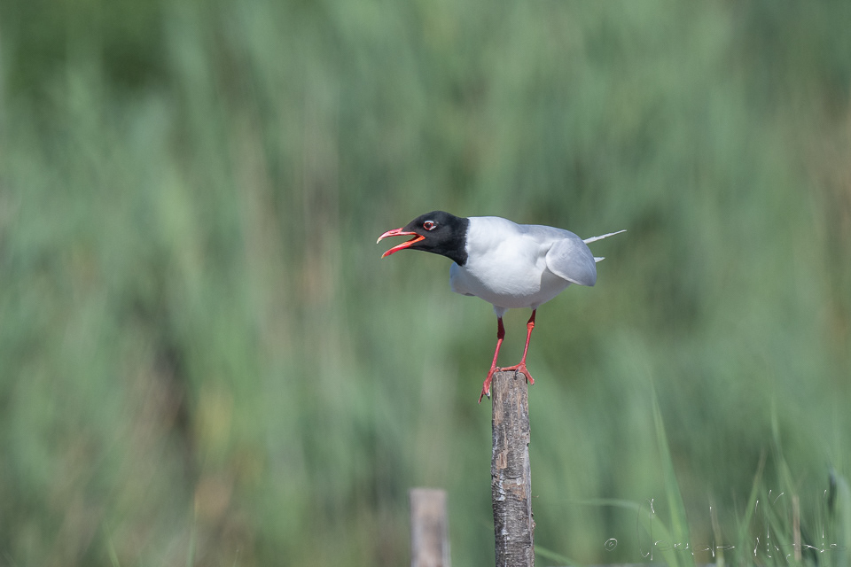 Mouette  mélanocéphale (Ichthyaetus melanocephalus)
