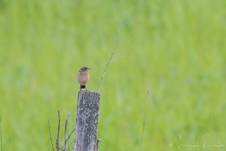 Tarier Pâtre-juvénile (Saxicola rubicola)