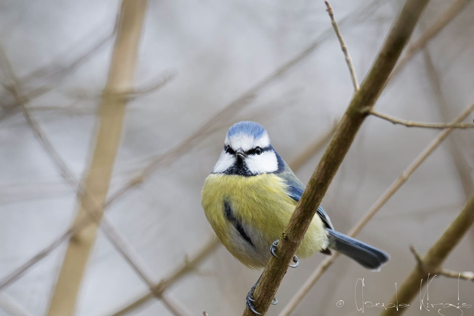 Mésange bleue (Cyanistes caeruleus)