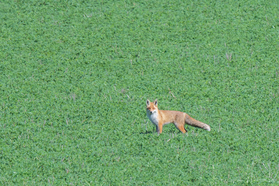 Renard roux (Vulpes vulpes)