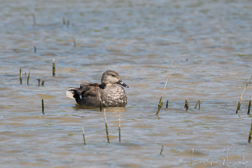 Canard Chipeau-mâle (Anas strepera)