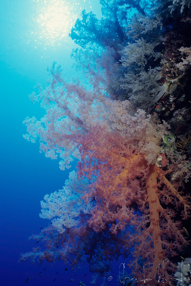 Alcyonnaire épineux (Dentronephthya  spp)