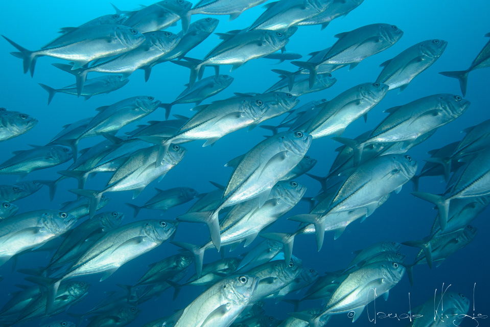 Carangues gros yeux (Caranx sexfasciatus)