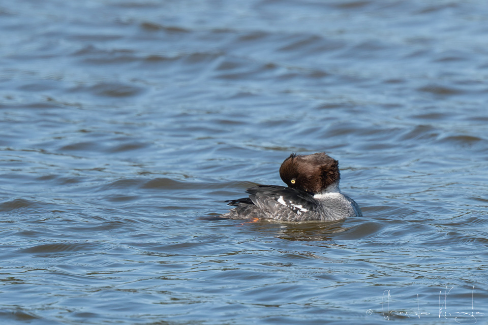 Garrot à oeil d'or-femelle (Bucephala clangula)