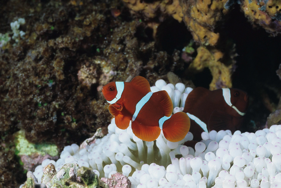 Poisson-Clown à épine Mâle (Premnas biaculeatus)