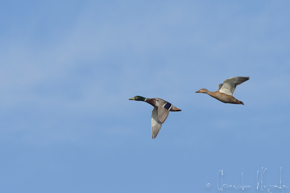 Canard Colvert (Anas platyrhynchos)