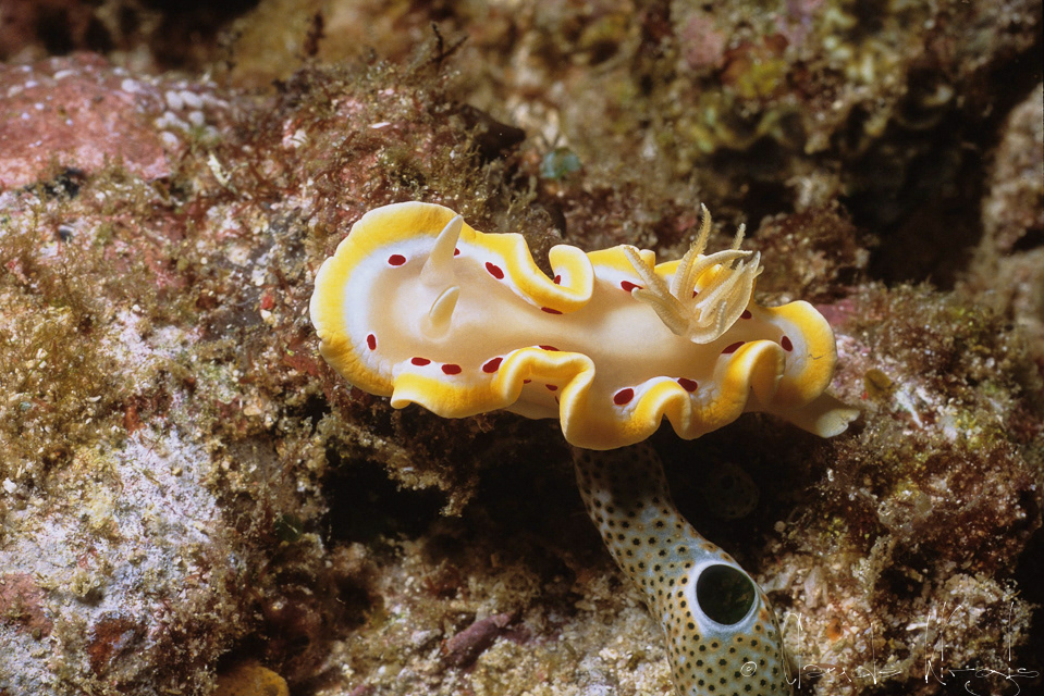 Doris à taches rouges (Glossodoris cruenta)