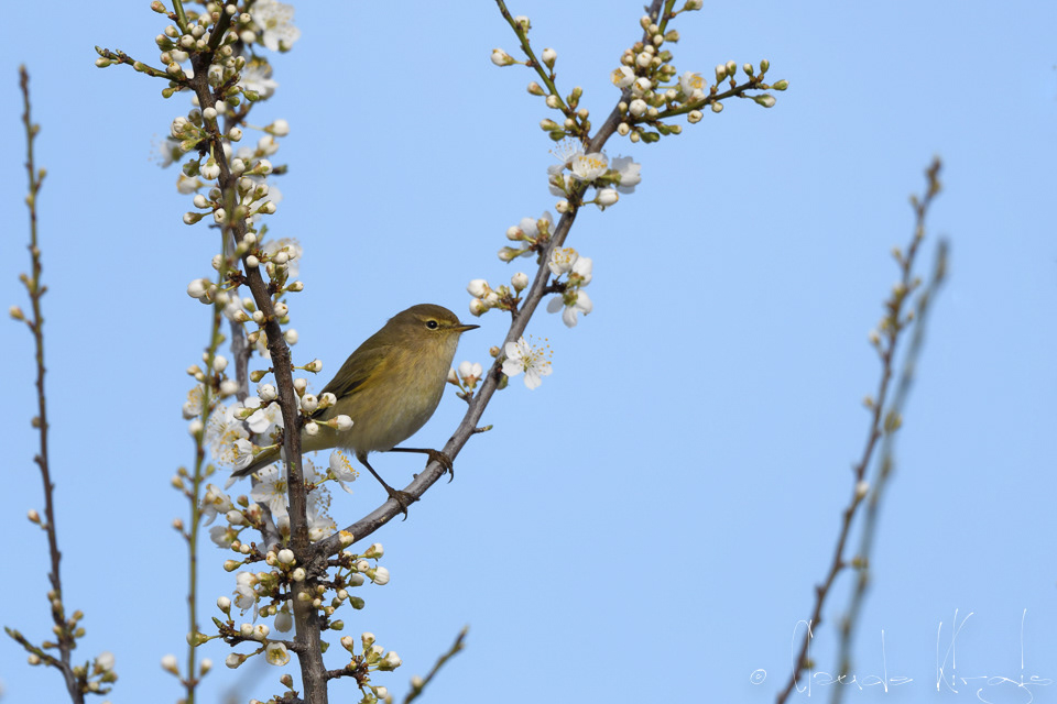 Pouillot véloce (Phylloscopus collybita)