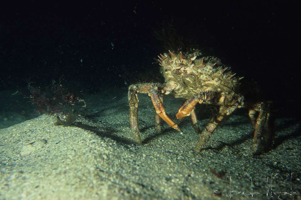 Grande araignée de mer femelle (Maia squinado